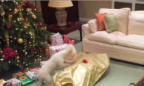 Dog Unwraps Owner for Christmas