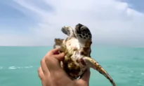 Kind Man Removes Barnacles From Sea Turtle in Abu Dhabi
