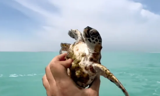 Kind Man Removes Barnacles From Sea Turtle in Abu Dhabi