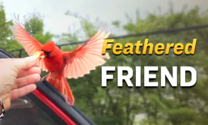 Red Cardinal’s Lunch Dates: A Story of Unlikely Companionship