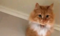 Montana Mom Enters Room to Find Her Cat Stuck in a Hole in the Wall