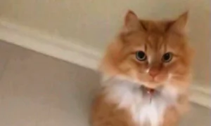 Montana Mom Enters Room to Find Her Cat Stuck in a Hole in the Wall