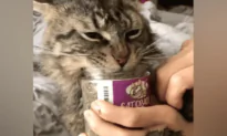 Cat Feasts on Catnip as Owner Tries to Stop It