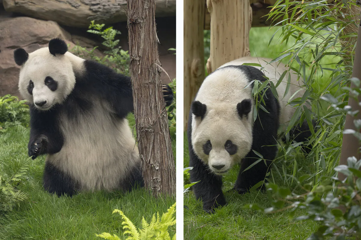 The new pair of giant pandas, Yun Chuan (right) and Xin Bao, are set for public debut on Aug. 8, 2024. (Courtesy of San Diego Zoo)