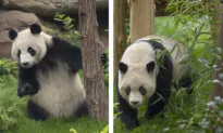 Giant Pandas at San Diego Zoo to Make Public Debut Aug. 8