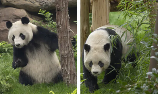 Giant Pandas at San Diego Zoo to Make Public Debut Aug. 8