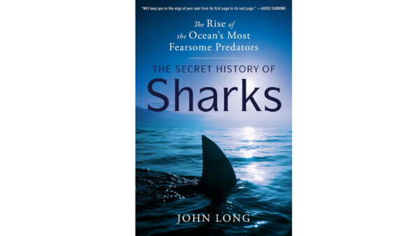 Sharks' Secret History: An Analysis From a Leading Scientist