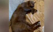 Woman Finds an Unknown Stray Cat Sleeping on Her Couch—2 Years Later, He’s Made It His Home