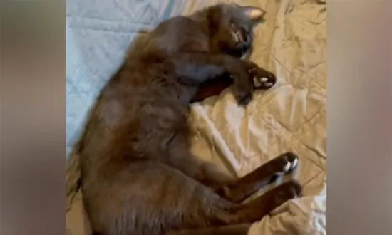 Woman Finds an Unknown Stray Cat Sleeping on Her Couch—2 Years Later, He’s Made It His Home