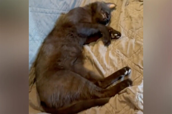 Woman Finds an Unknown Stray Cat Sleeping on Her Couch—2 Years Later, He's Made It His Home