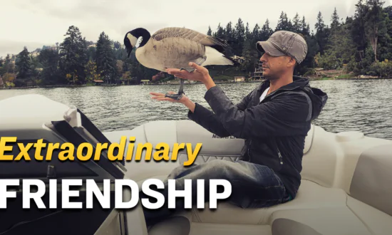 Man Forges an Unusual Friendship With the Canada Goose He Rescued