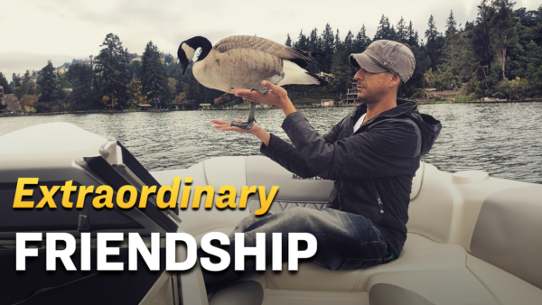 Man Forges an Unusual Friendship With the Canada Goose He Rescued