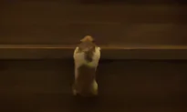 Hamster Climbs Stairs