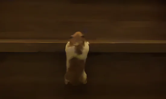 Hamster Climbs Stairs