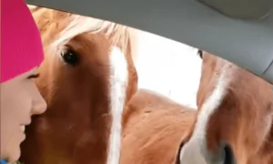 Friendly Horses Block Road