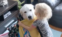 Toddler Wraps Dog With Blankets While They Sit Patiently