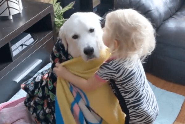 Toddler Wraps Dog With Blankets While They Sit Patiently