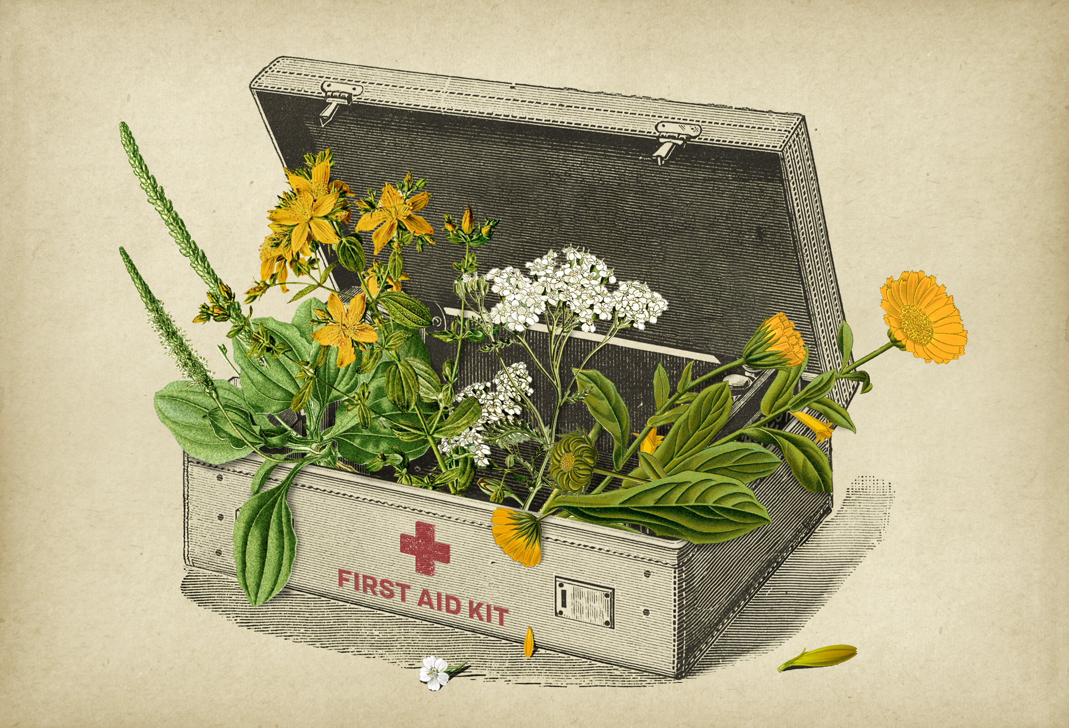 I’m an Herbalist, and These Are the 4 Essential Herbs in My First-Aid Kit