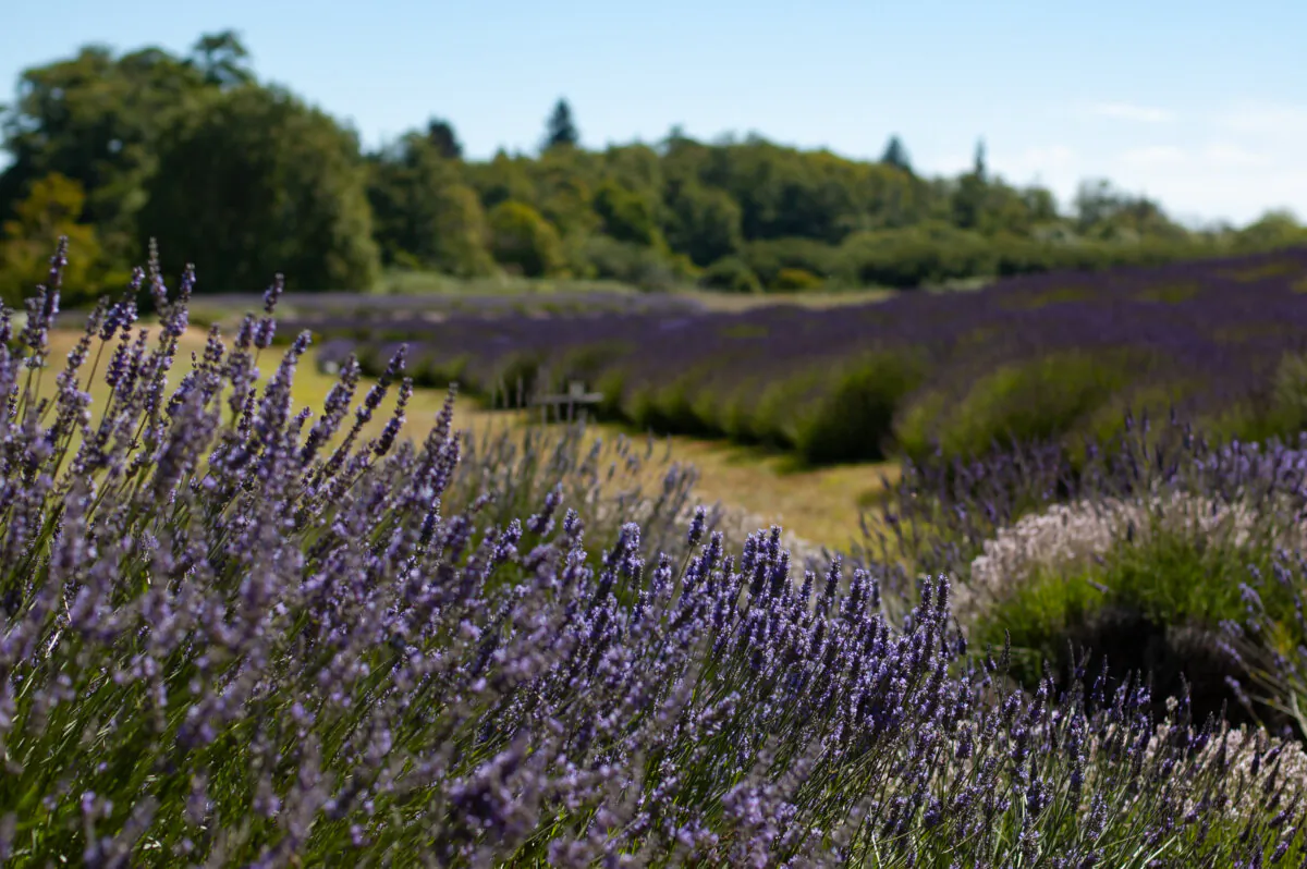 Established in 1999, Jardin du Soleil is a certified organic lavender farm with thousands of lavender plants growing across 10-plus acres of land in Sequim, Wash. (Jennifer Schneider)