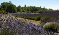 In Photos: The Lavender Capital of America