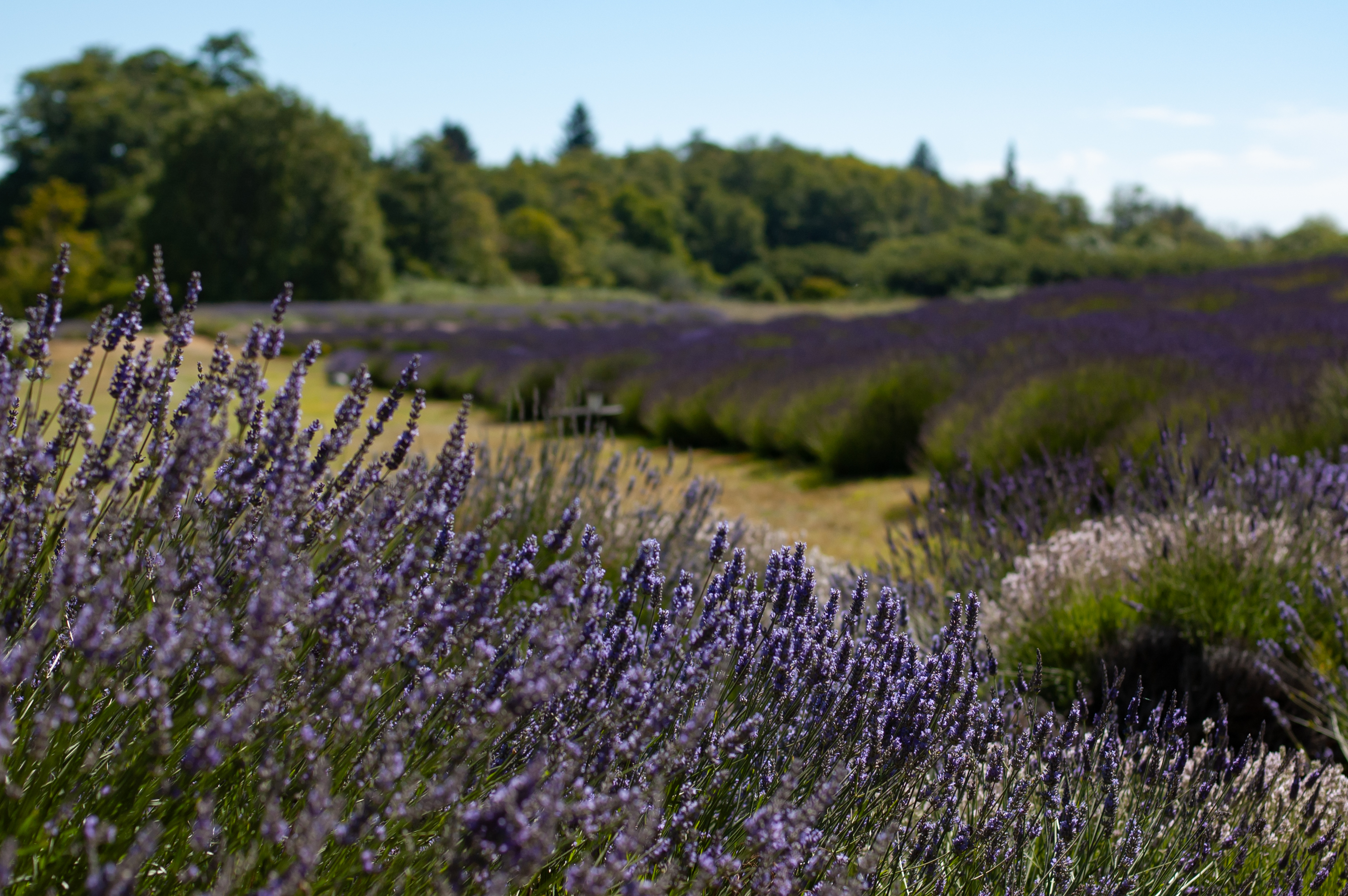 Sequim Lavender Farm