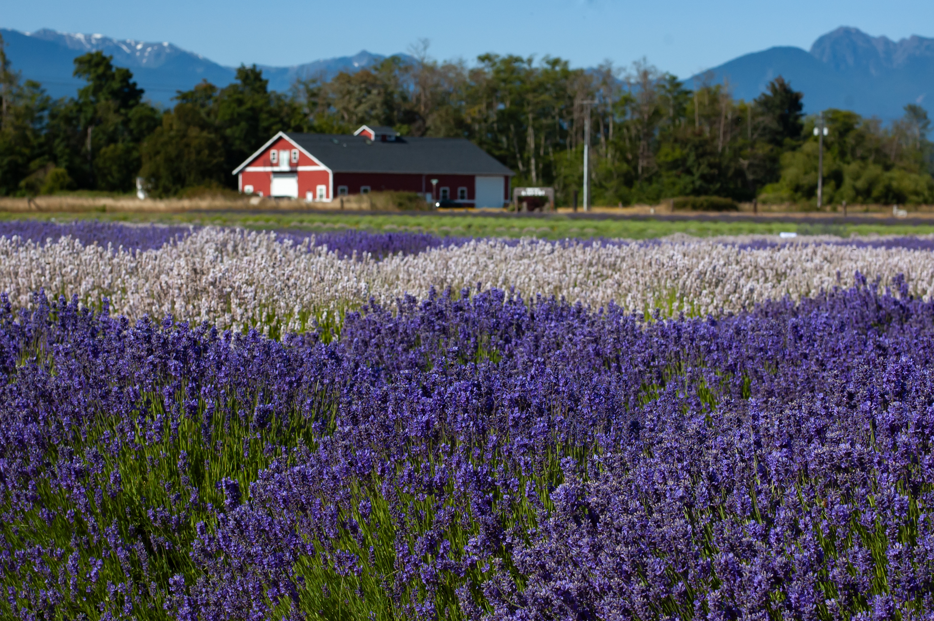 B&B Family Farm 
