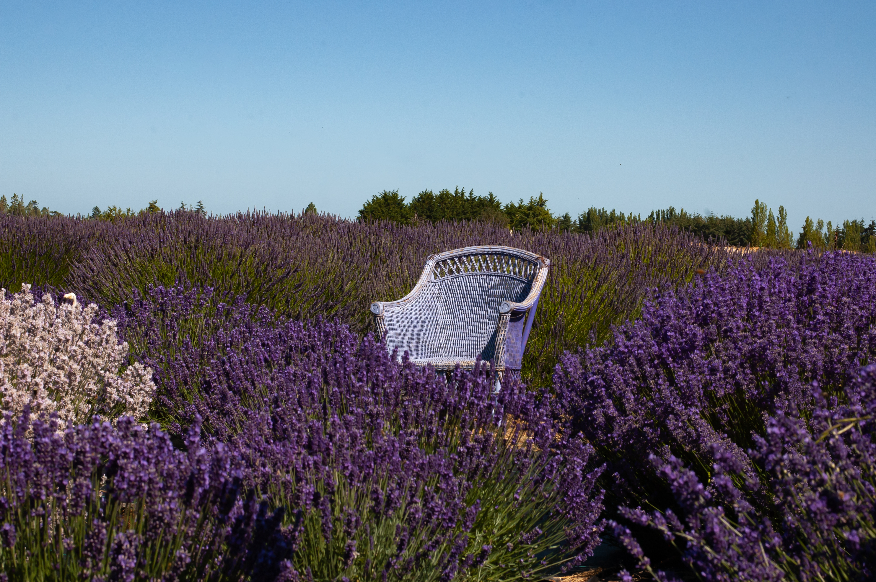 Victors Lavender