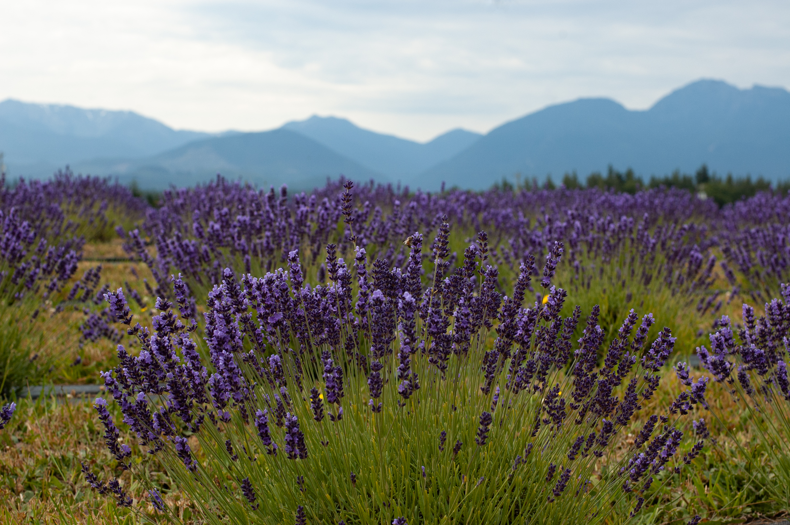 Olympic Bluffs Cidery and Lavender Farm 