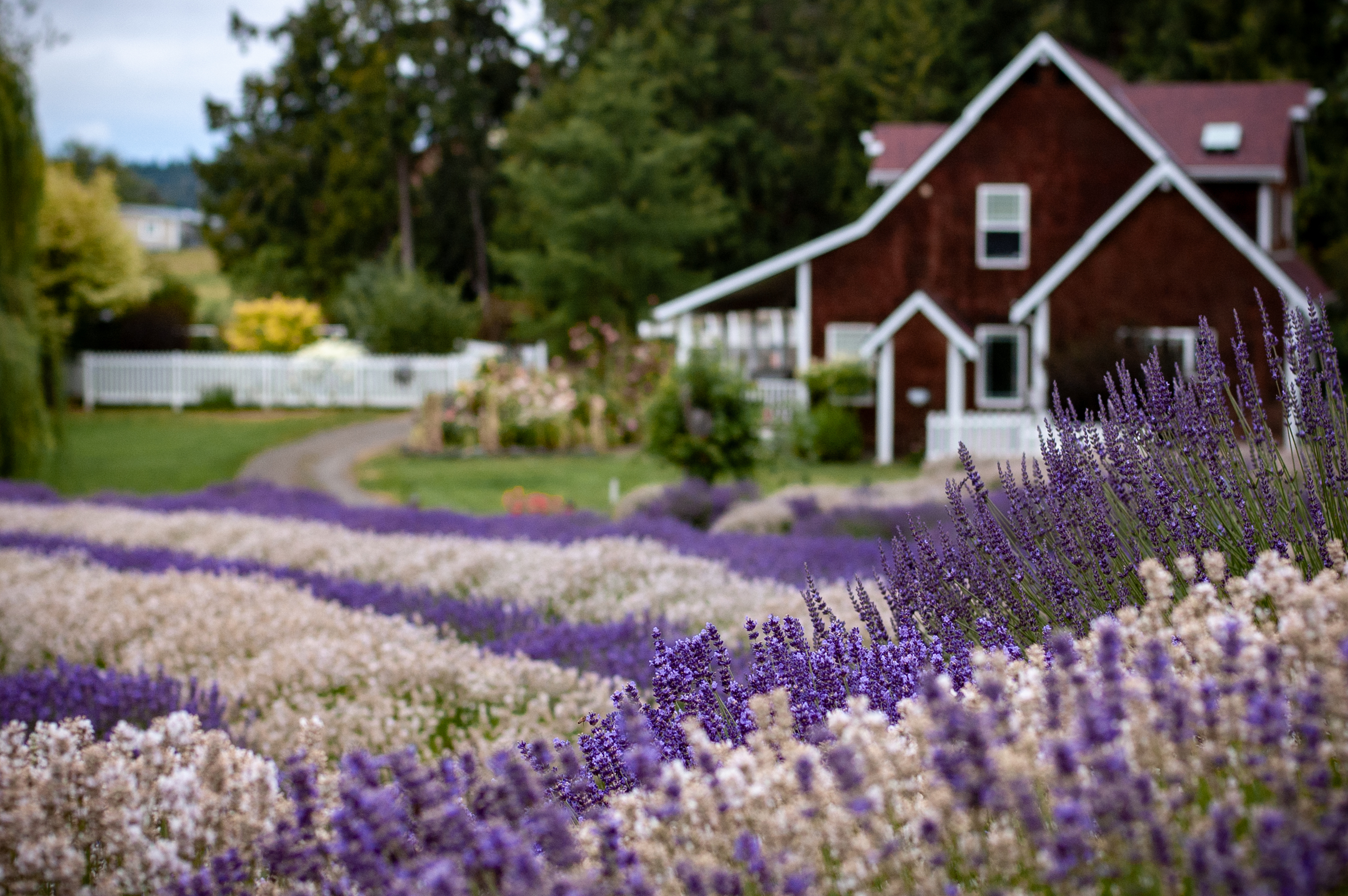 Purple Haze Lavender