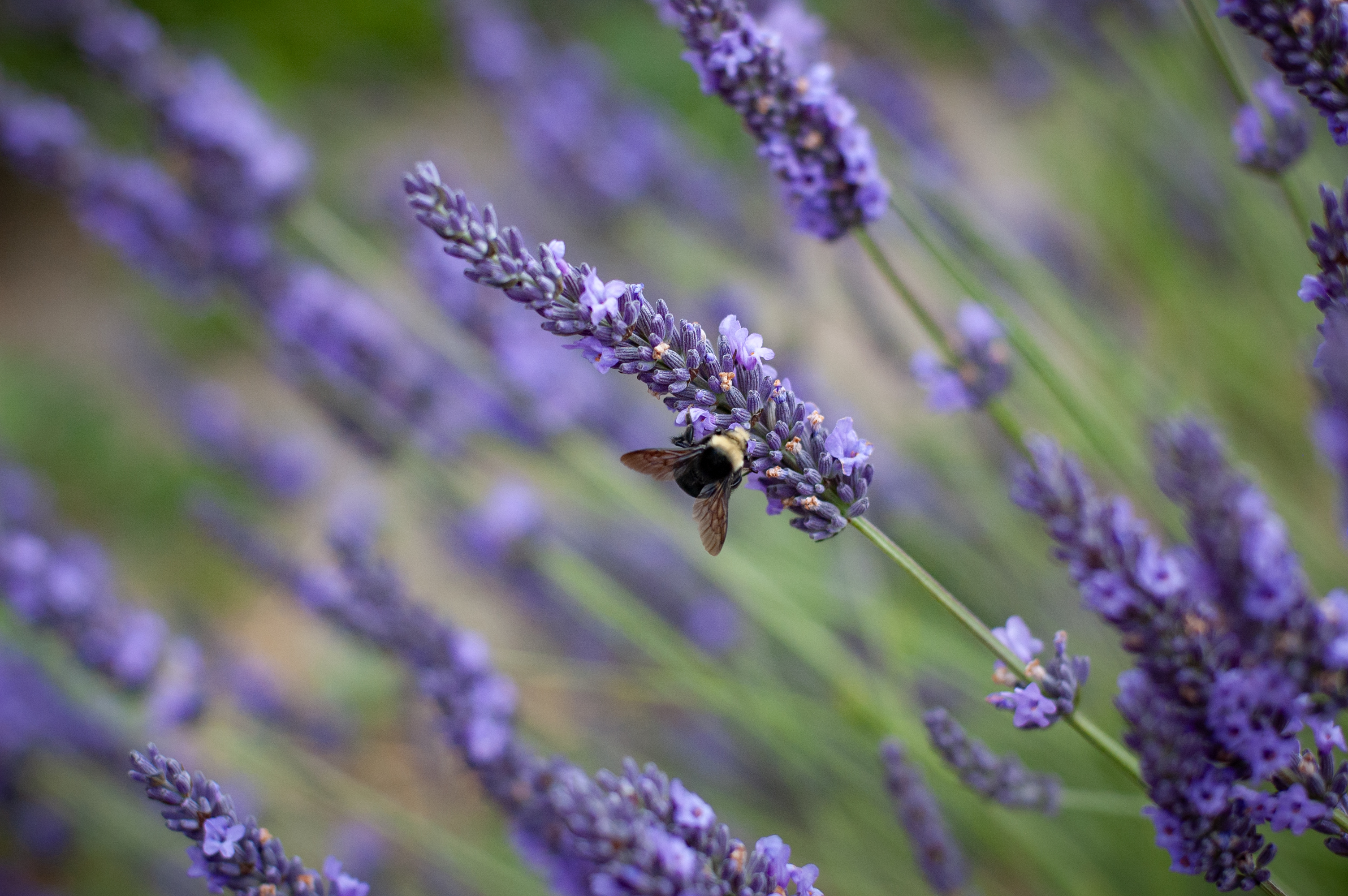 Bee at Purple Haze Lavender