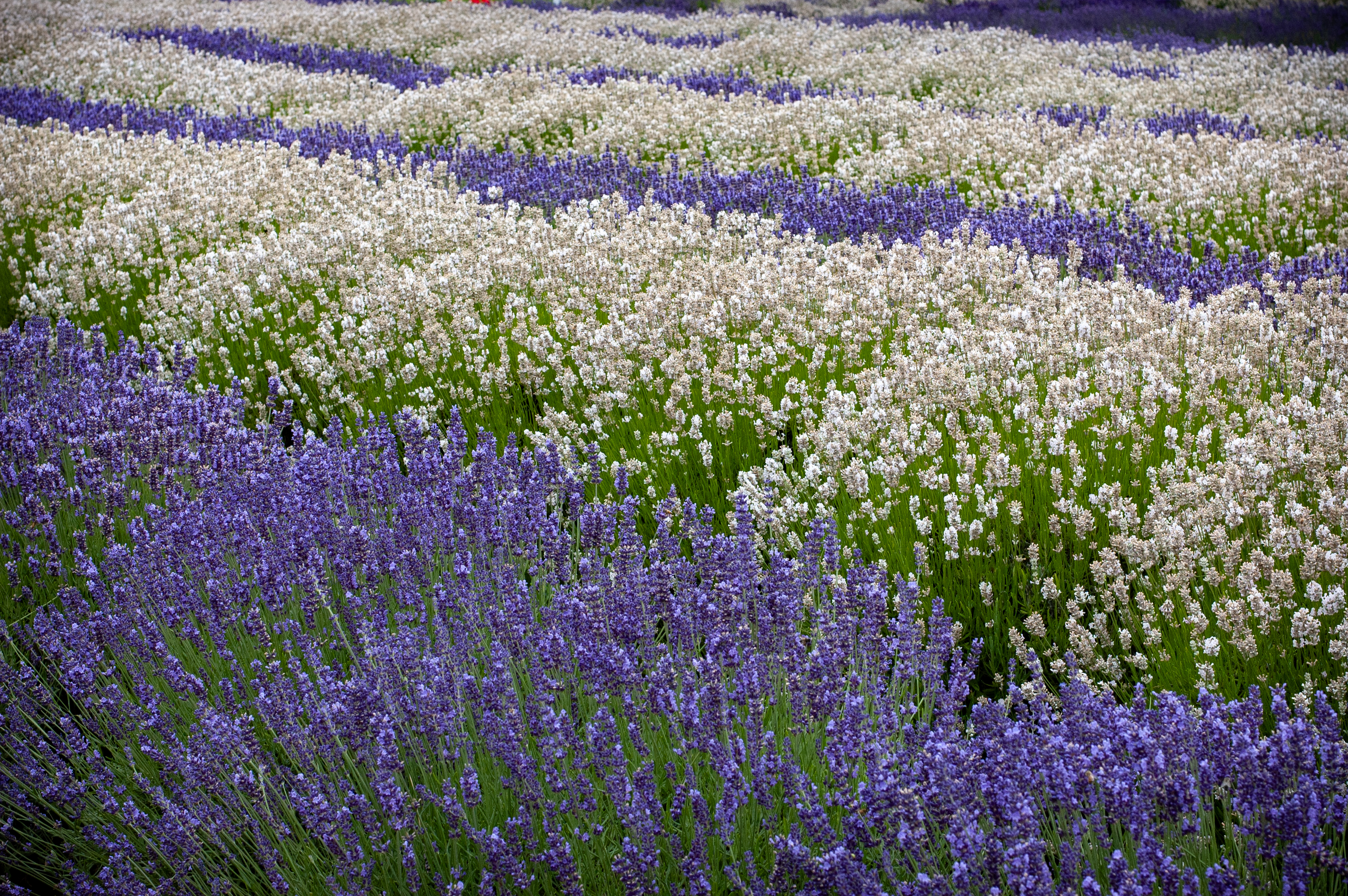 Purple Haze Lavender