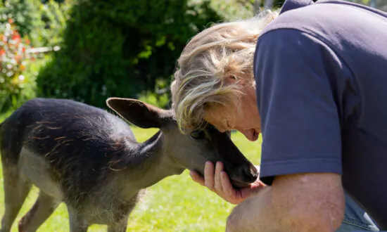 Fawn Mistakenly ‘Rescued’ Hours After Birth Is Hand-Reared by Family—Becomes Best Friend to 2 Dogs