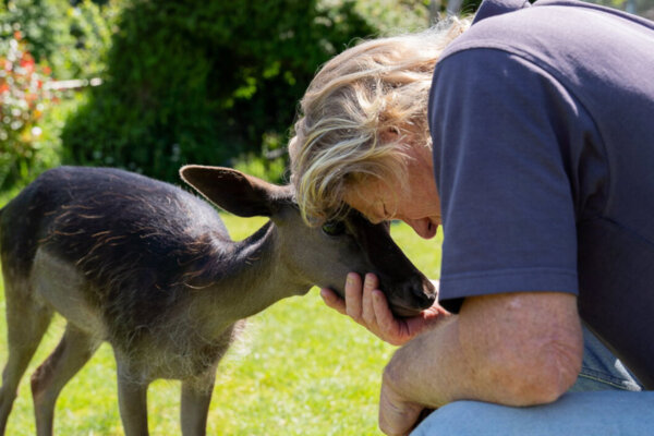 Fawn Mistakenly ‘Rescued’ Hours After Birth Is Hand-Reared by Family—Becomes Best Friend to 2 Dogs