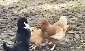 Chickens Team Up to Stop Cat