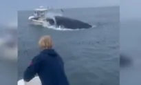 Whale Capsizes Boat Off New Hampshire Coast: Sailors and Whale Unharmed