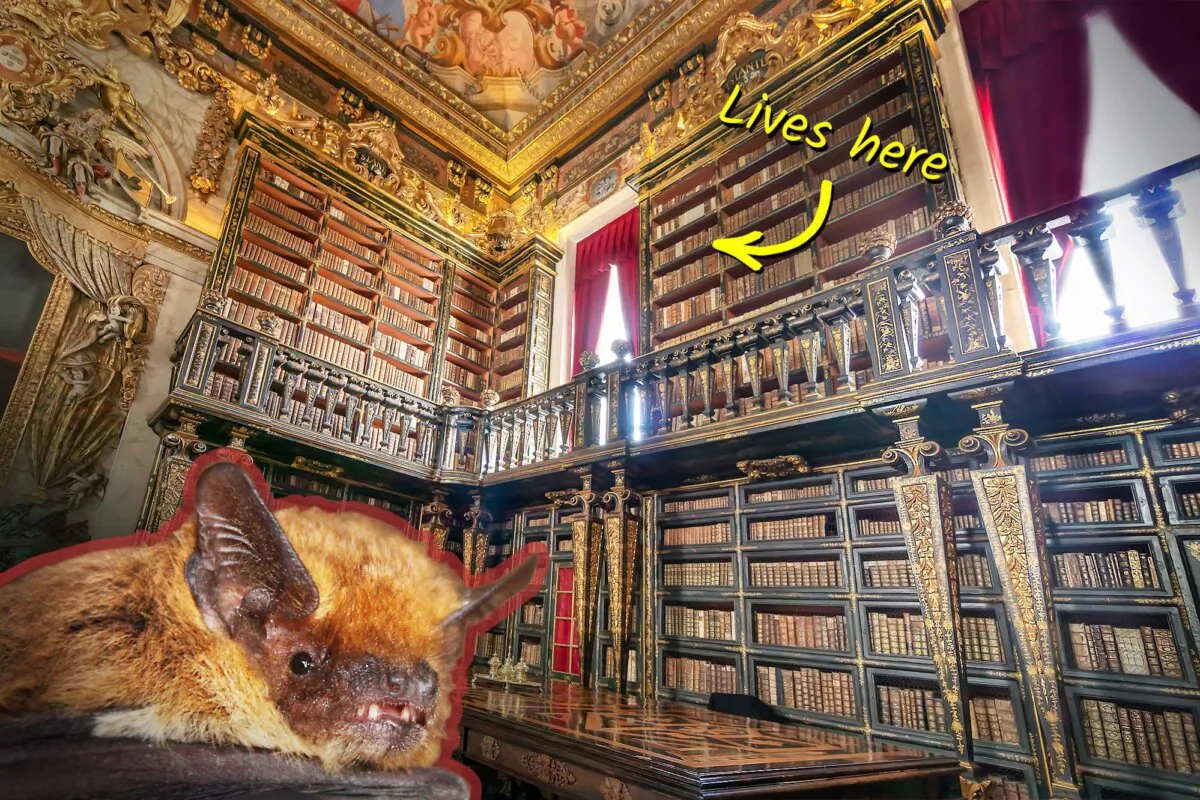 Bats inside Biblioteca Joanina. (Illustration by The Epoch Times, Shutterstock)