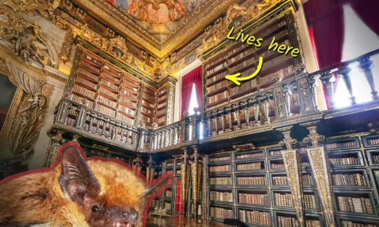 Beautiful 300-Year-Old Library Has Bats to Control Pests, Hunt Insects That Eat Paper, Old Books