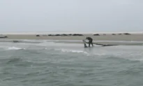 Boater Saves Stuck Seal