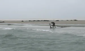 Boater Saves Stuck Seal