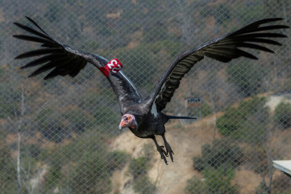 Epoch Times Photo