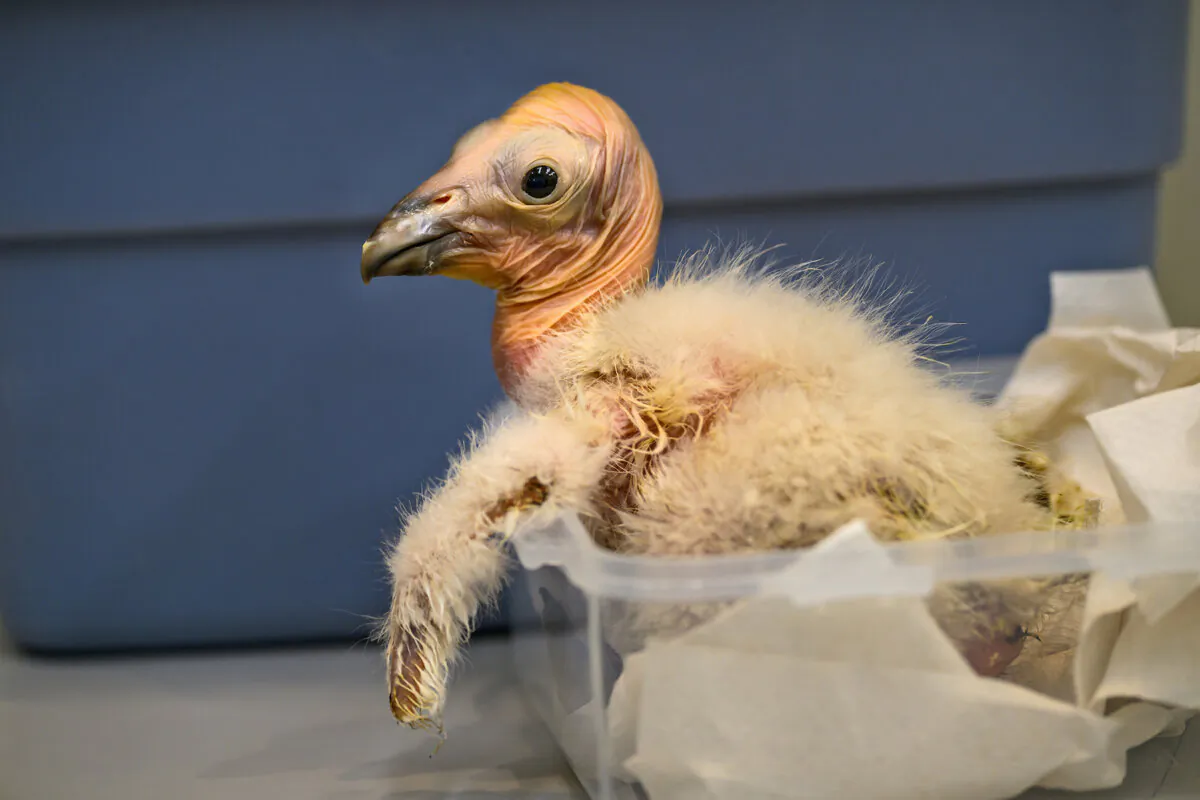 A newly hatched condor chick at the Los Angeles Zoo during the 2024 breeding season. (Courtesy of Los Angeles Zoo)