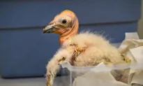 Historic California Condor Season of 17 New Chicks Reported by Los Angeles Zoo