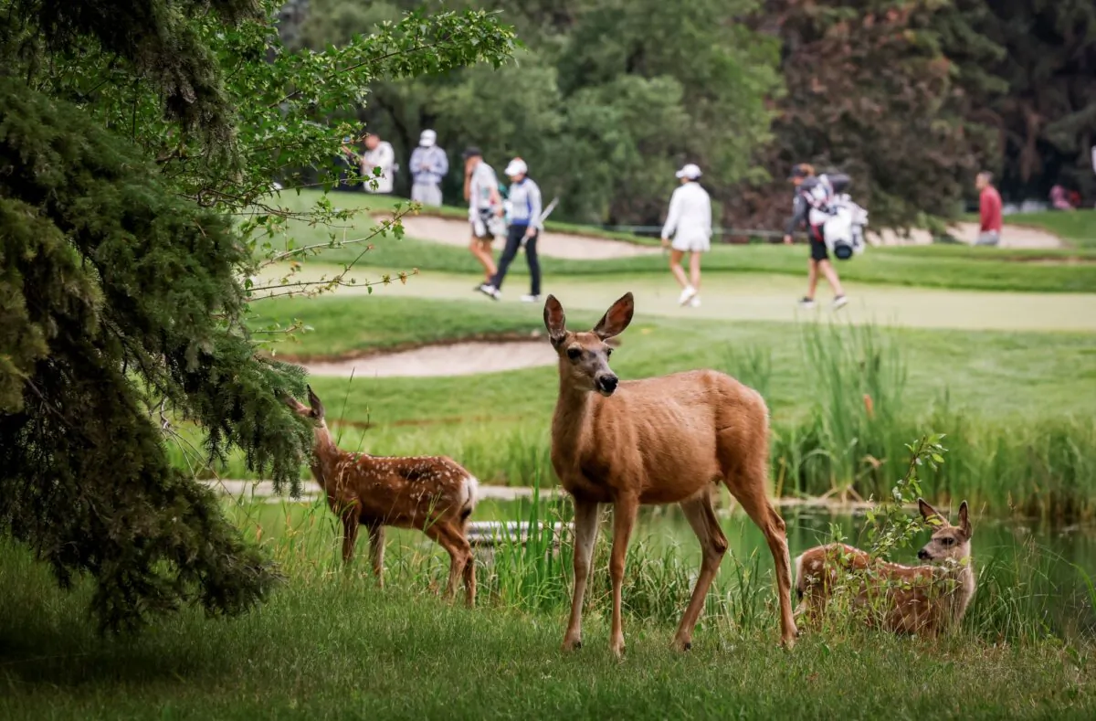 A mule deer doe and her two fawns graze as golfers pass by during the first round of the CPKC Women's Open in Calgary, Canada, on July 25, 2024. (Jeff McIntosh/The Canadian Press via AP)