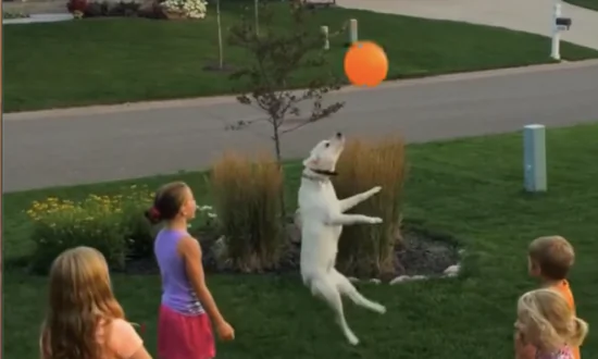 Dog Excitedly Plays With Balloon