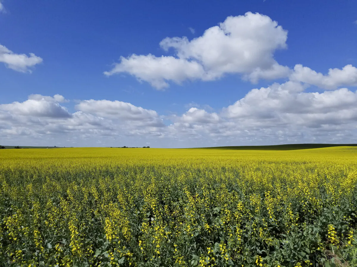 Canola crops in Bismark, N.D. (Courtesy of Cibus)