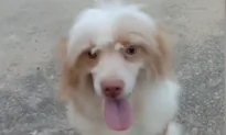 Disabled Pooch Born With 2 Legs Has Learned to Walk and It’s Adorable