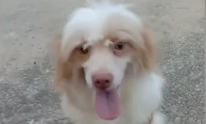 Disabled Pooch Born With 2 Legs Has Learned to Walk and It’s Adorable