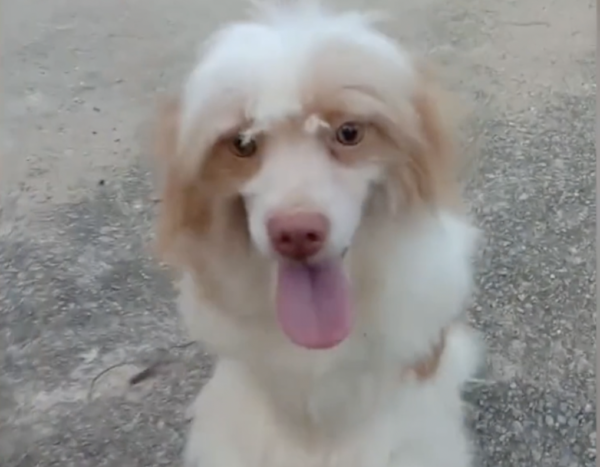 Disabled Pooch Born With 2 Legs Has Learned to Walk and It’s Adorable