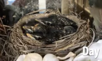 A Wreath on a Couple’s Front Door Served as a Home for Growing Birds