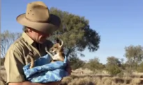 Baby Kangaroos Swaddled for a Nap